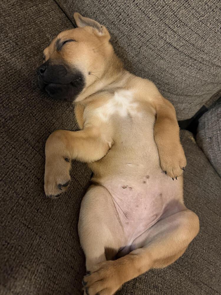 Chunk, Adoptable, Puppy Female Boxer & Mixed Breed.