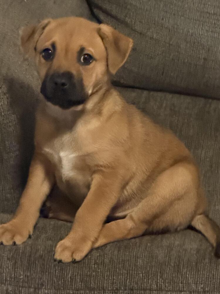 Enlarge Chunk, a Adoptable mixed breed in Chattanooga, TN image 2/4