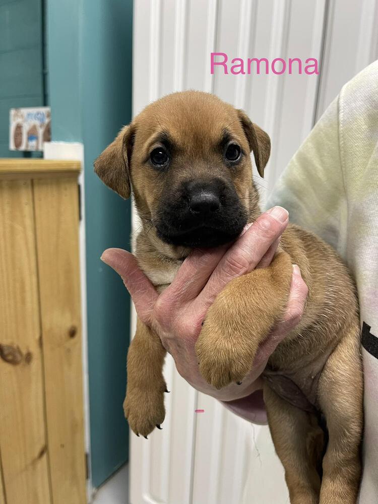 Enlarge Chunk, a Adoptable mixed breed in Chattanooga, TN image 3/4