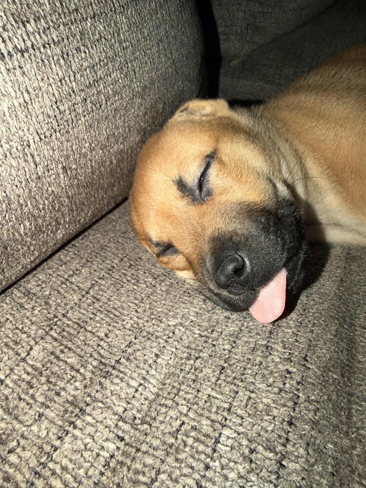 Enlarge Chunk, a Adoptable mixed breed in Chattanooga, TN image 4/4