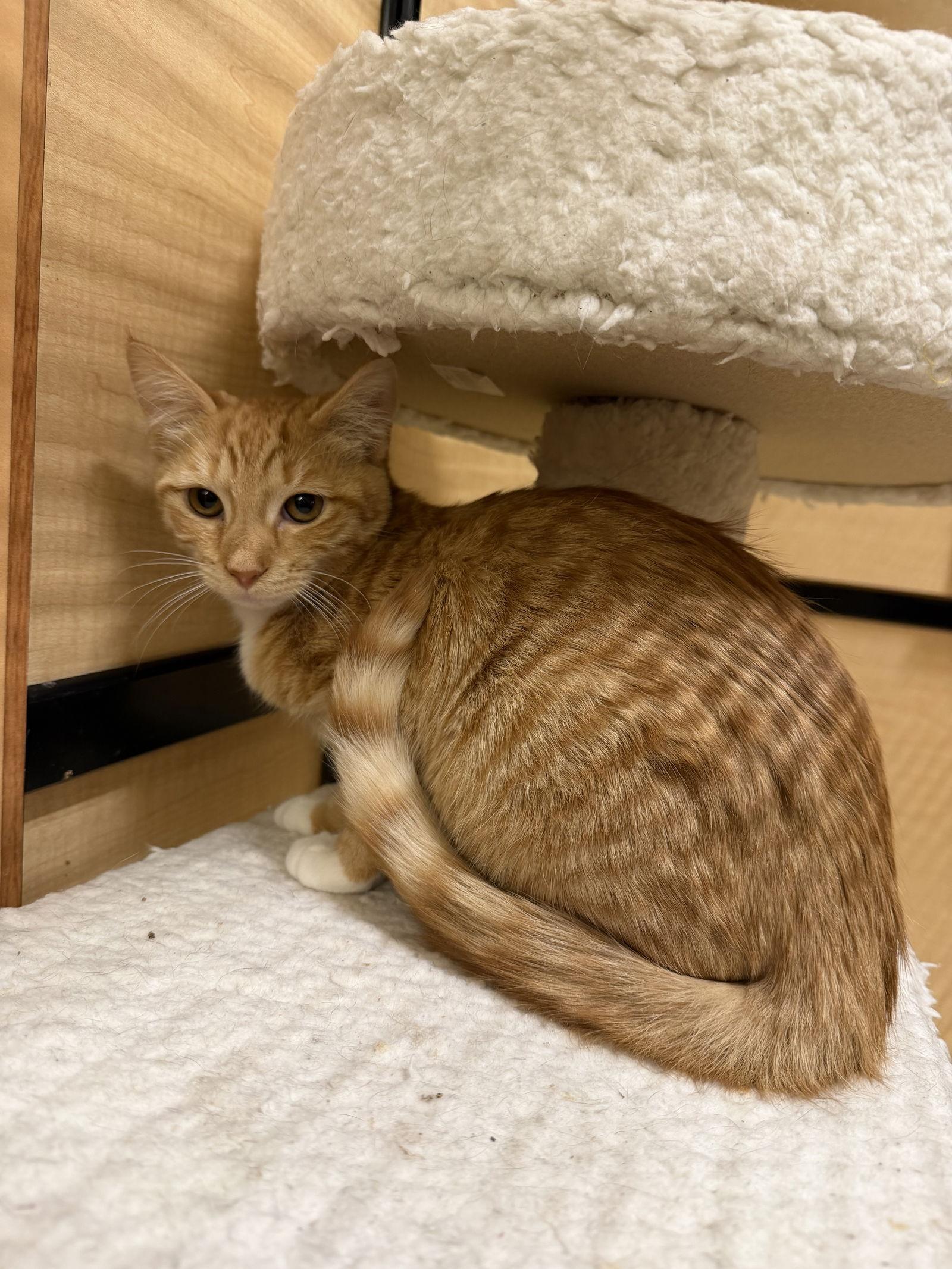 Enlarge Sunshine, a Adoptable mixed breed in Yardley, PA image 1/3