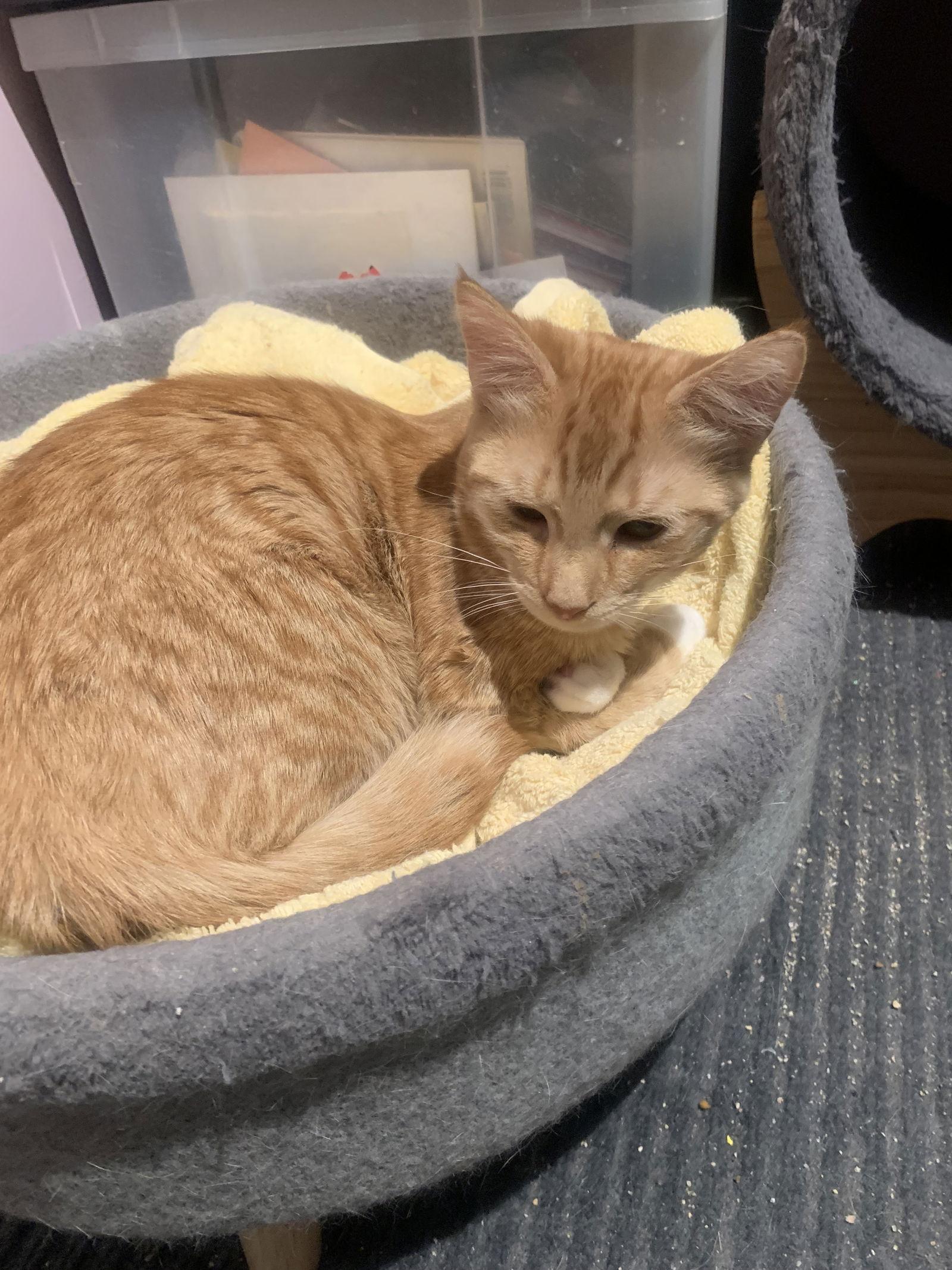 Enlarge Sunshine, a Adoptable mixed breed in Yardley, PA image 3/3