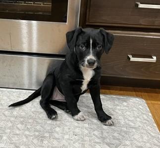Enlarge Lena, a Adopted mixed breed in Portland, OR image 1/6