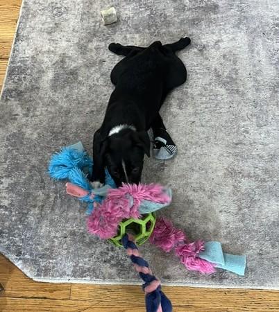 Enlarge Lena, a Adopted mixed breed in Portland, OR image 5/6