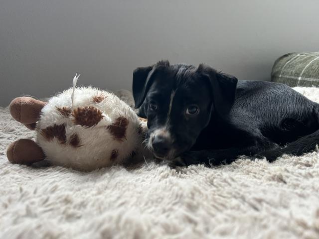 Enlarge Lena, a Adopted mixed breed in Portland, OR image 6/6