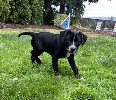 Enlarge Lena, a Adopted mixed breed in Portland, OR image 4/6
