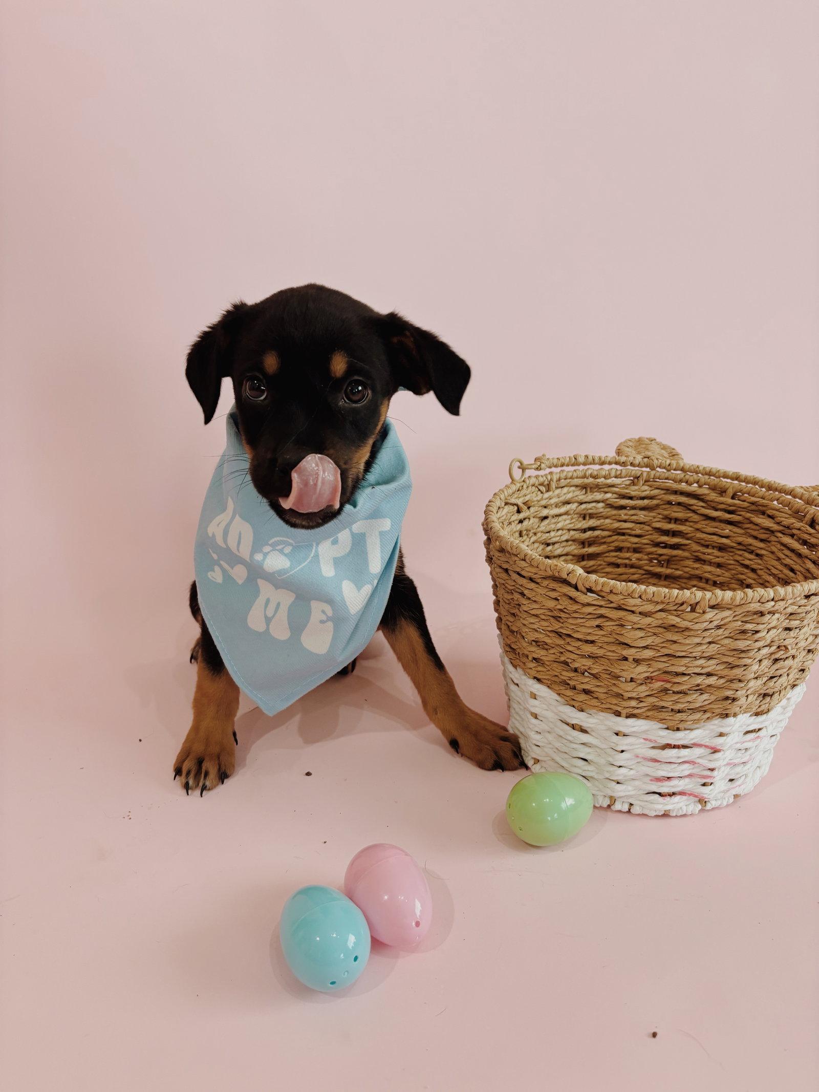 Dottie, Adopted, Puppy Female Labrador Retriever & Rottweiler.
