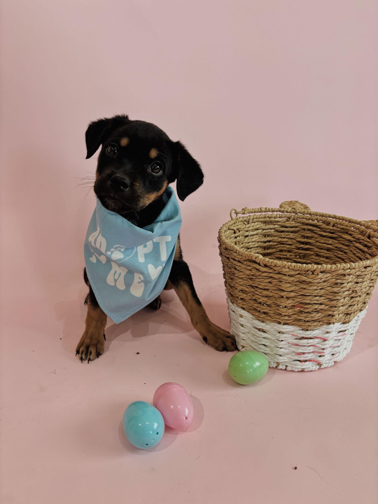 Dottie, a Adopted mixed breed in Fullerton, CA image 2/2