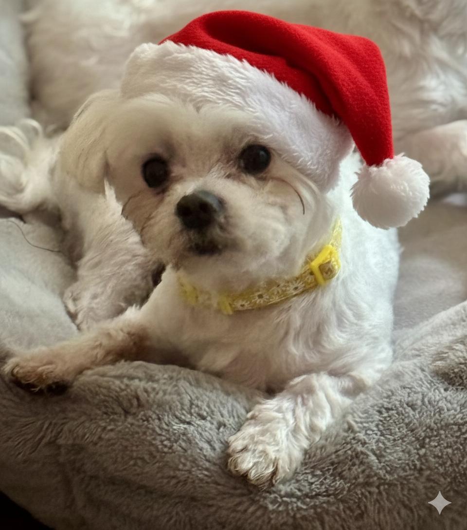 Cooper, Adoptable, Adult Male Maltese.