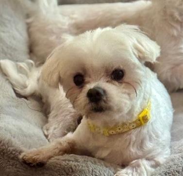 Cooper, Adoptable, Adult Male Maltese.