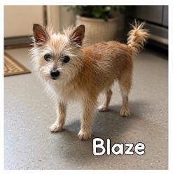 Blaze, Adoptable, Senior Male Yorkshire Terrier.