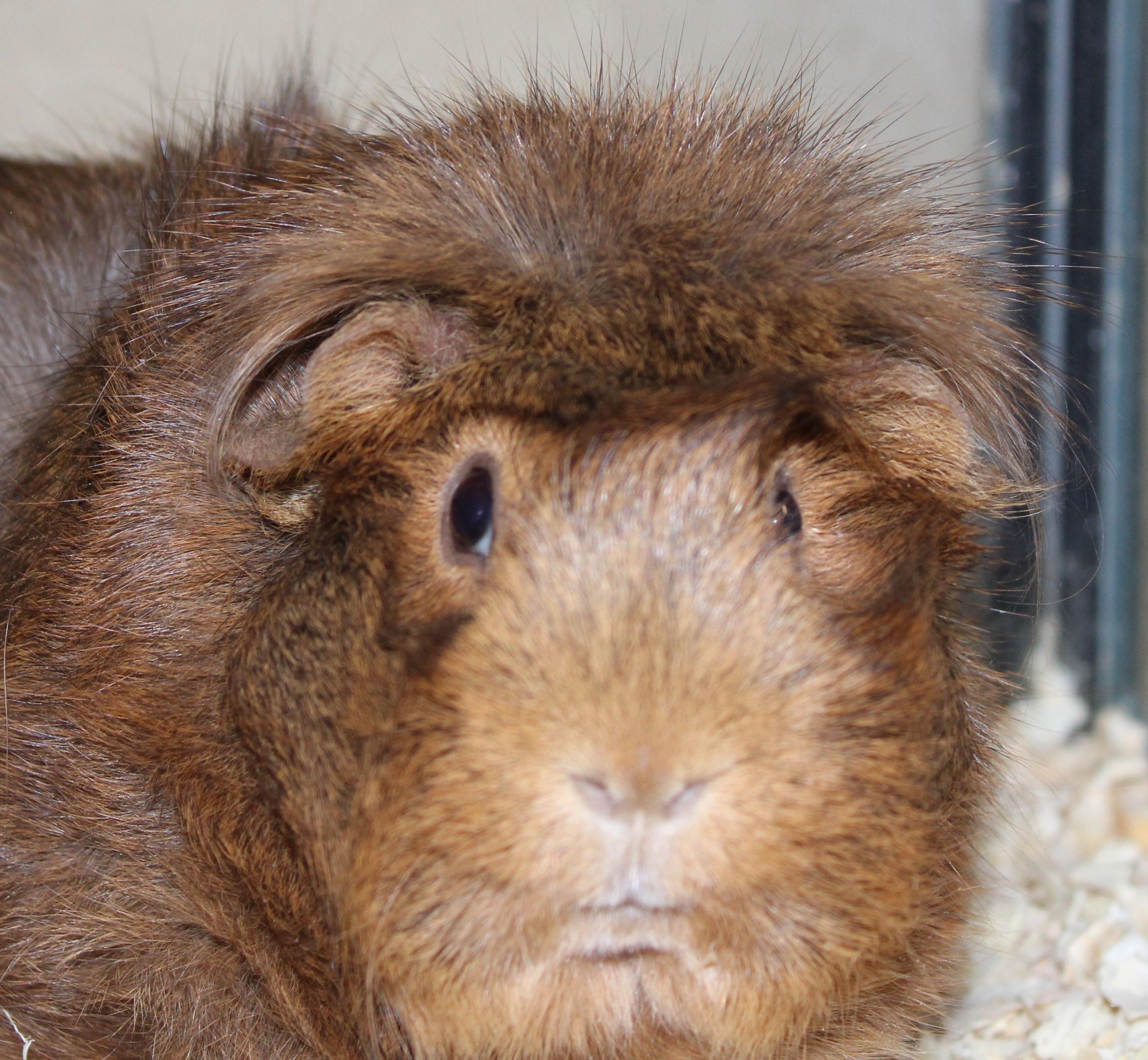 Coco, Adoptable, Adult Female Guinea Pig.