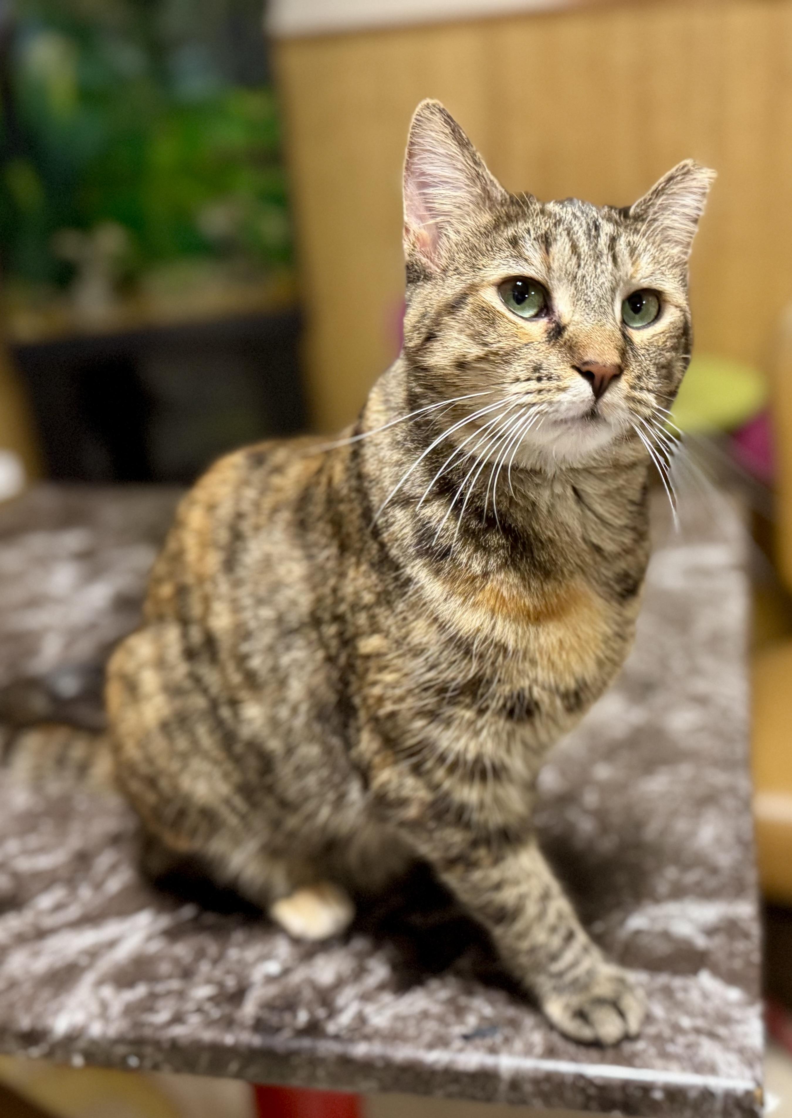 Dusty Rose, Adult Female Domestic Short Hair
