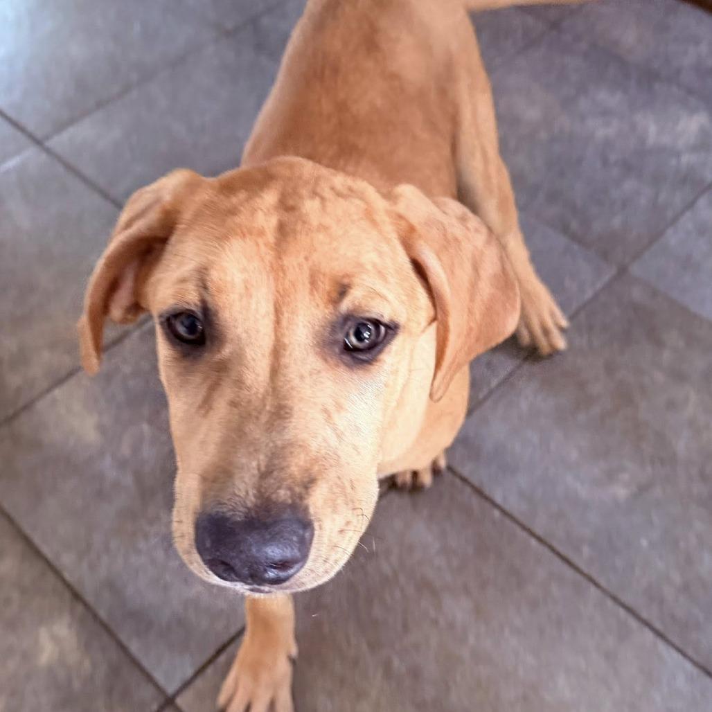 Blondie, Adoptable, Puppy Female Great Dane & Catahoula Leopard Dog.
