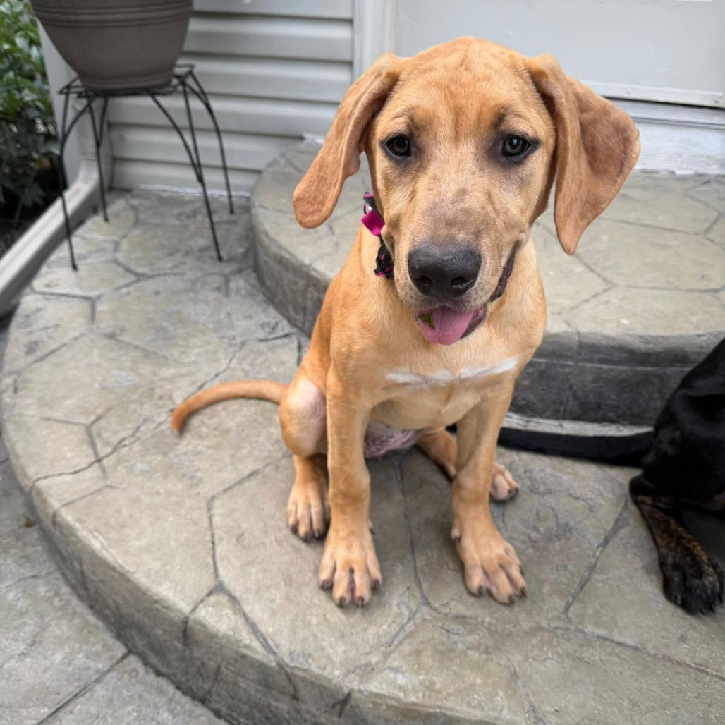 Blondie, a Adoptable mixed breed in Joliet, IL image 2/4