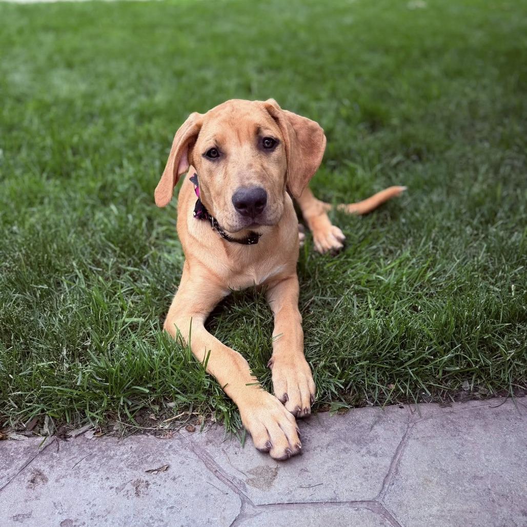 Blondie, a Adoptable mixed breed in Joliet, IL image 3/4