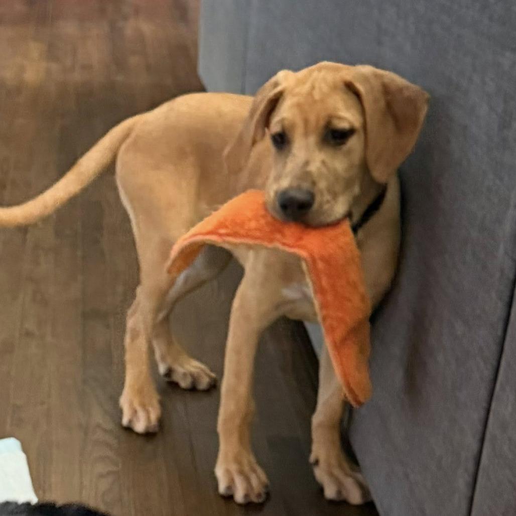 Blondie, a Adoptable mixed breed in Joliet, IL image 4/4