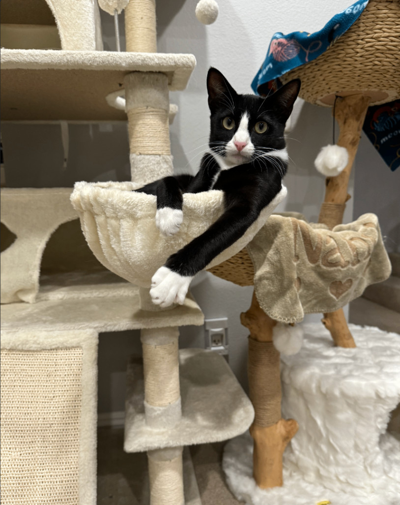 Frida, Adopted, Young Female Tuxedo.