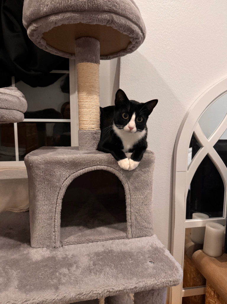 Frida, a Adopted Tuxedo in Herrin, IL image 2/5