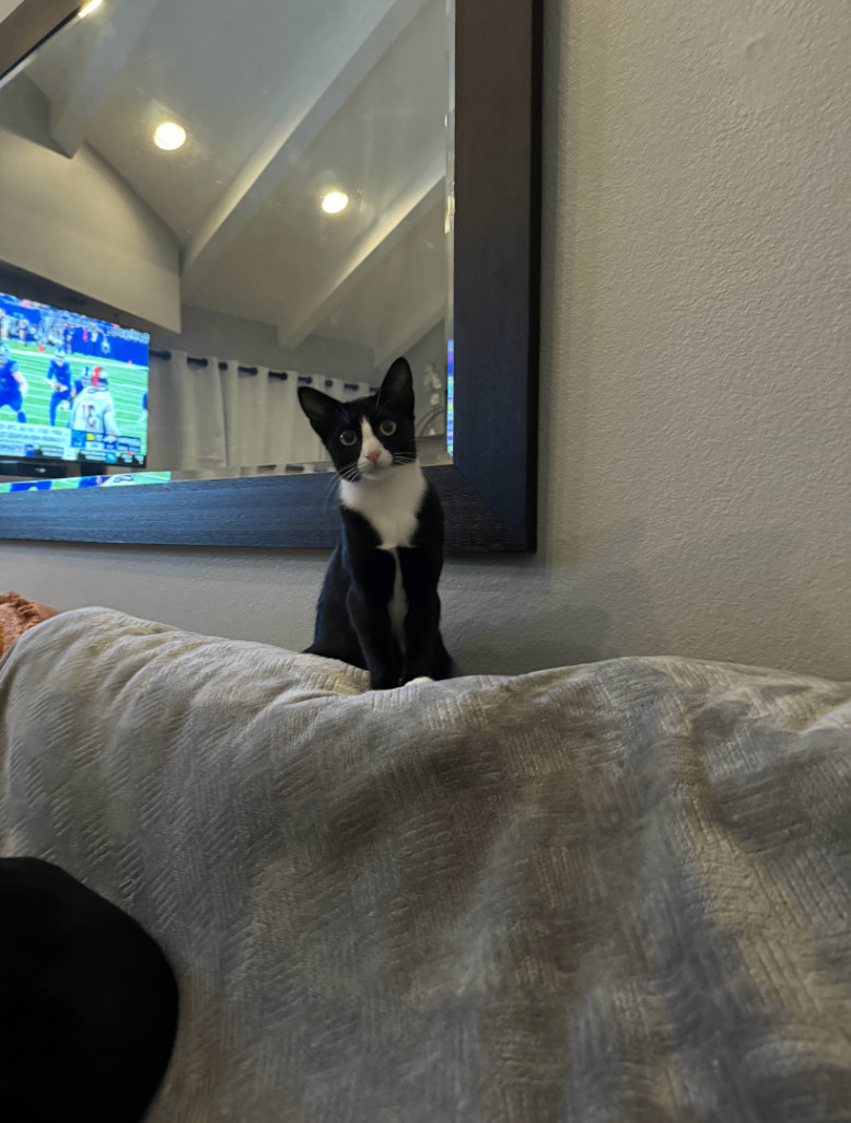 Frida, a Adopted Tuxedo in Herrin, IL image 3/5