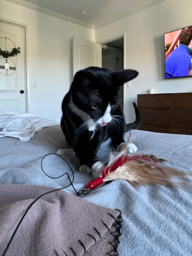 Frida, a Adopted Tuxedo in Herrin, IL image 4/5