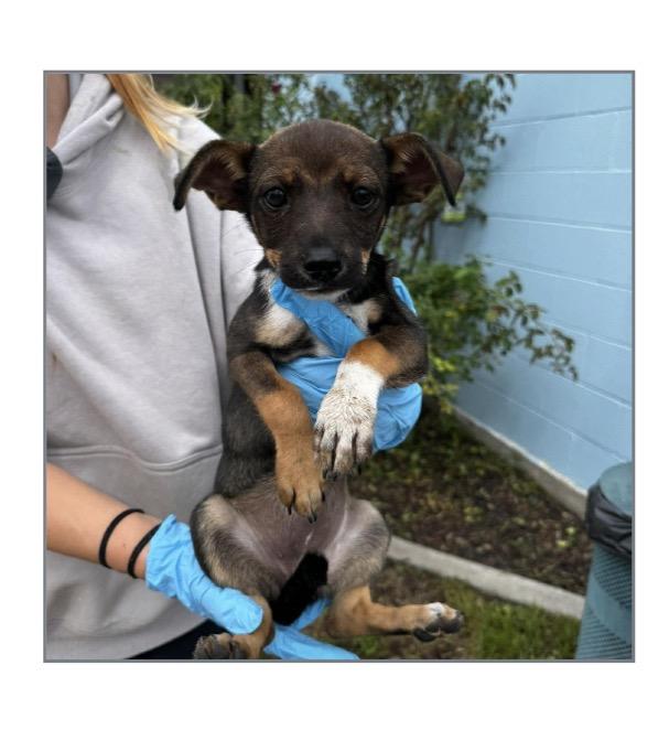 Enlarge Suki, a Adoptable mixed breed in Winter, WI image 1/1