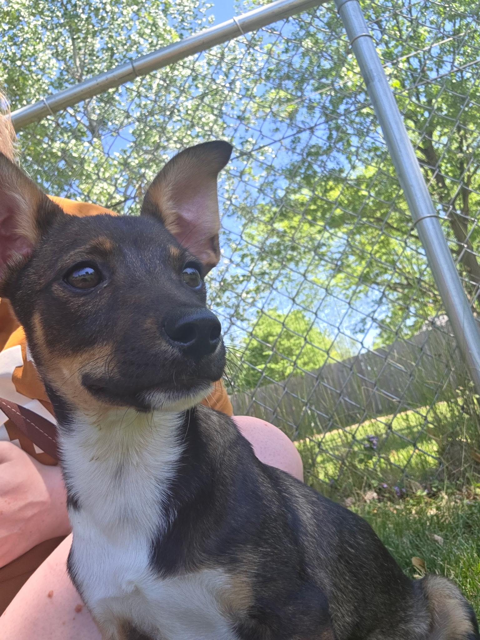 Suki, an adopted mixed breed in Winter, WI image 1/2