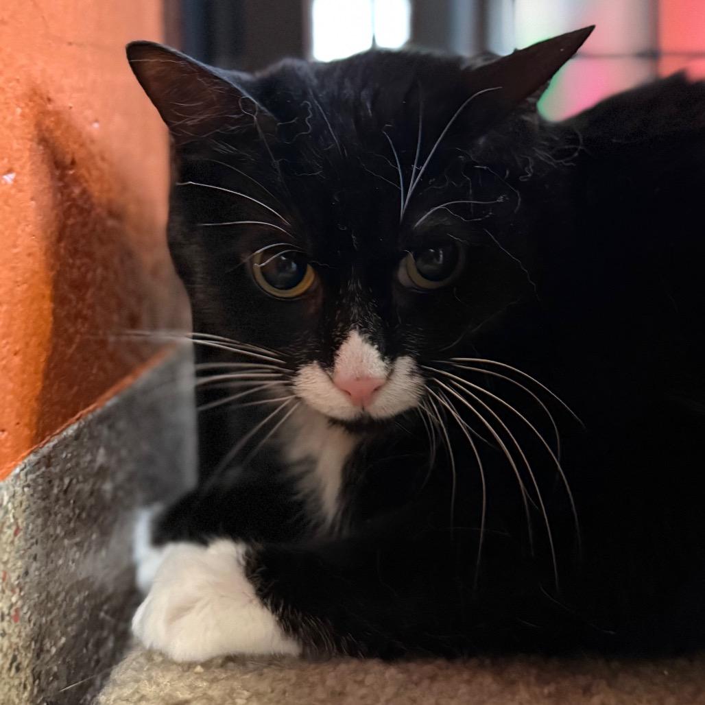 Koa, Adoptable, Senior Male Domestic Short Hair.