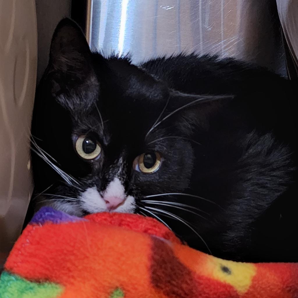 Enlarge Koa, a Adoptable Domestic Short Hair in Sarasota, FL image 2/5