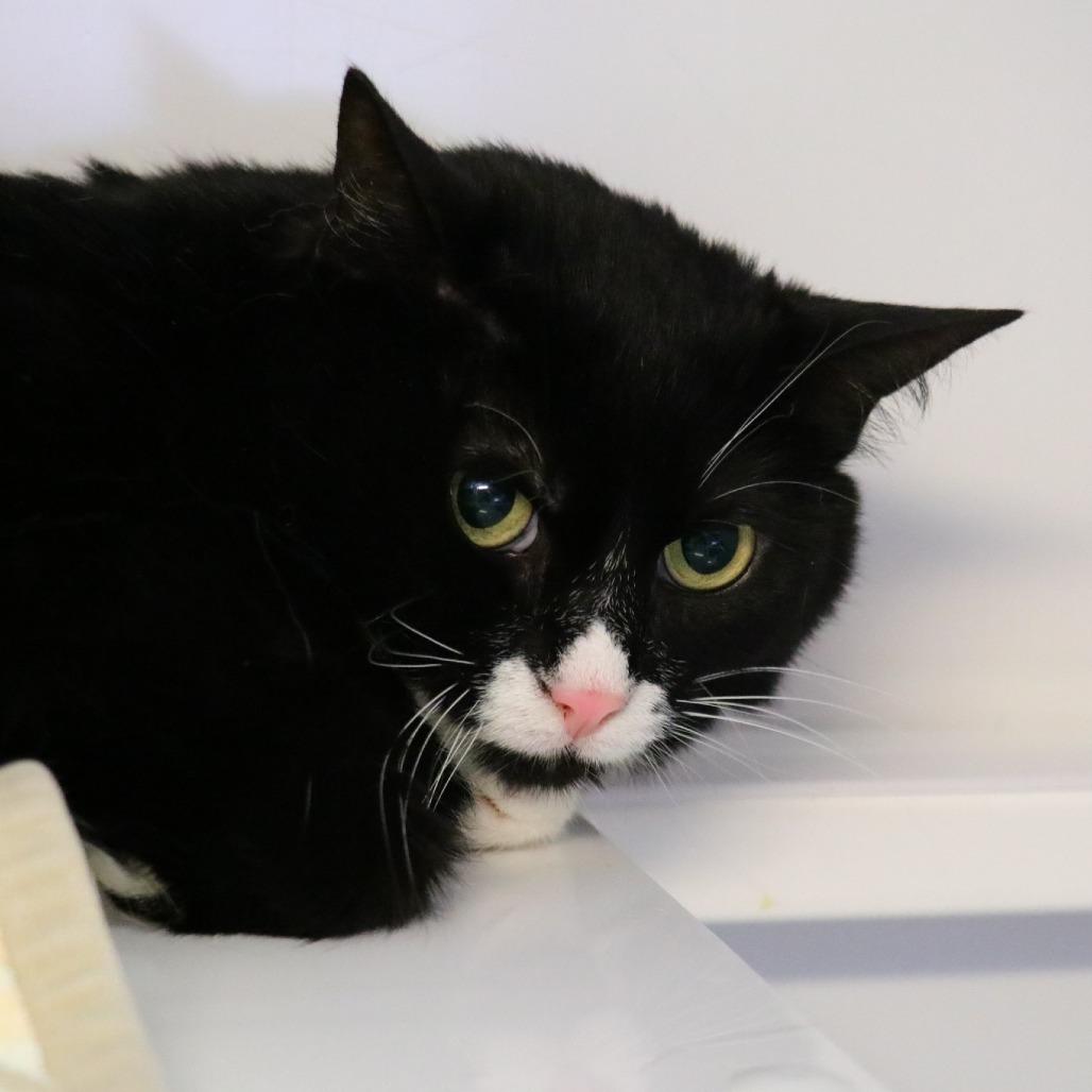 Enlarge Koa, a Adoptable Domestic Short Hair in Sarasota, FL image 3/5