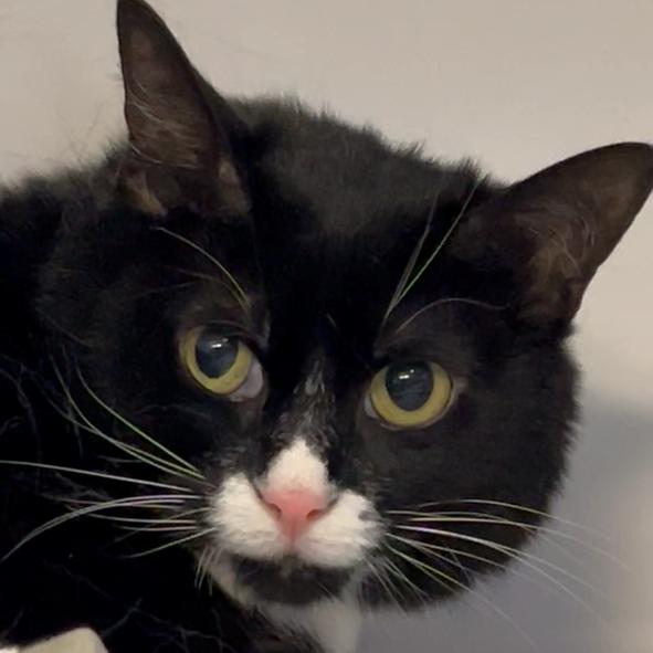 Enlarge Koa, a Adoptable Domestic Short Hair in Sarasota, FL image 4/5