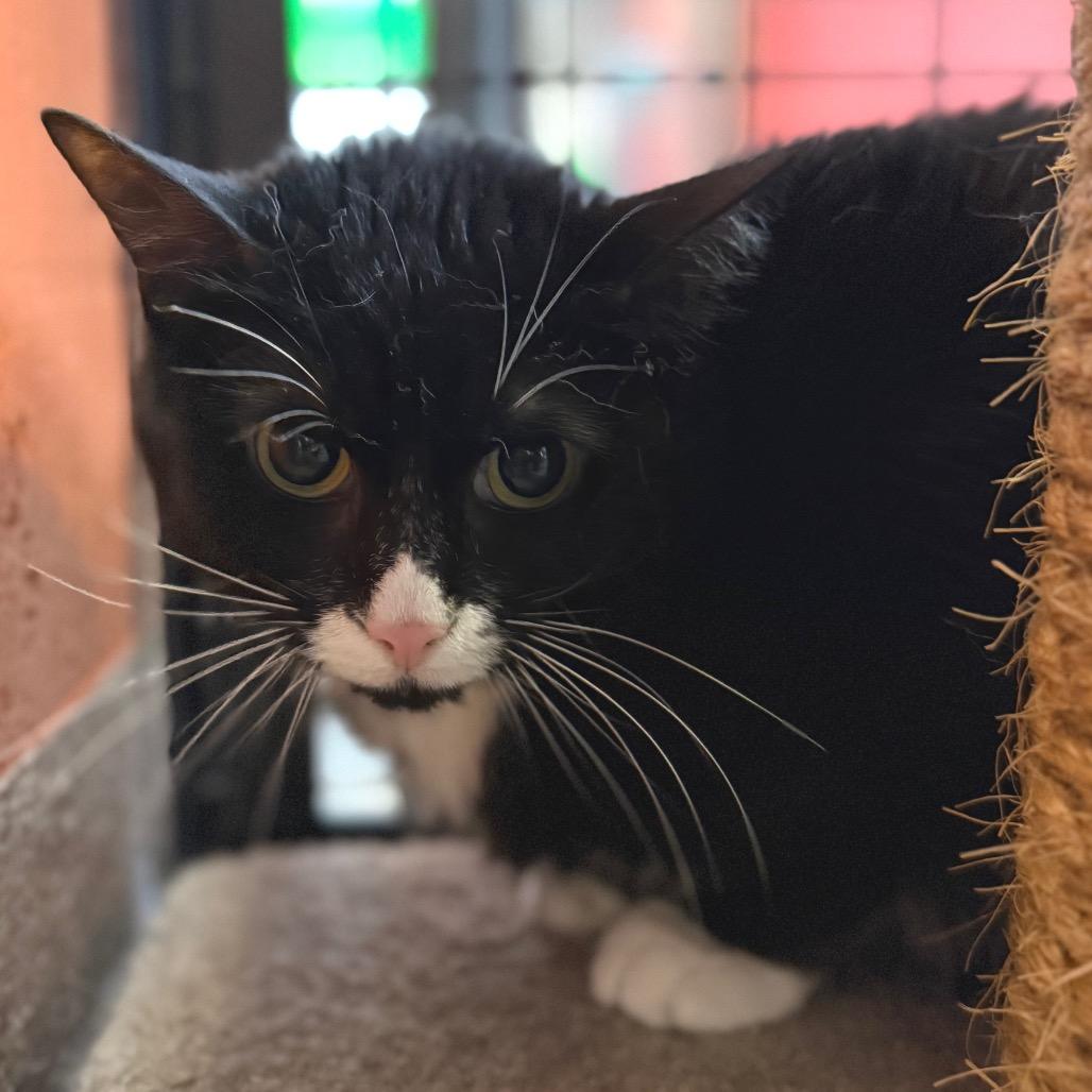 Enlarge Koa, a Adoptable Domestic Short Hair in Sarasota, FL image 5/5