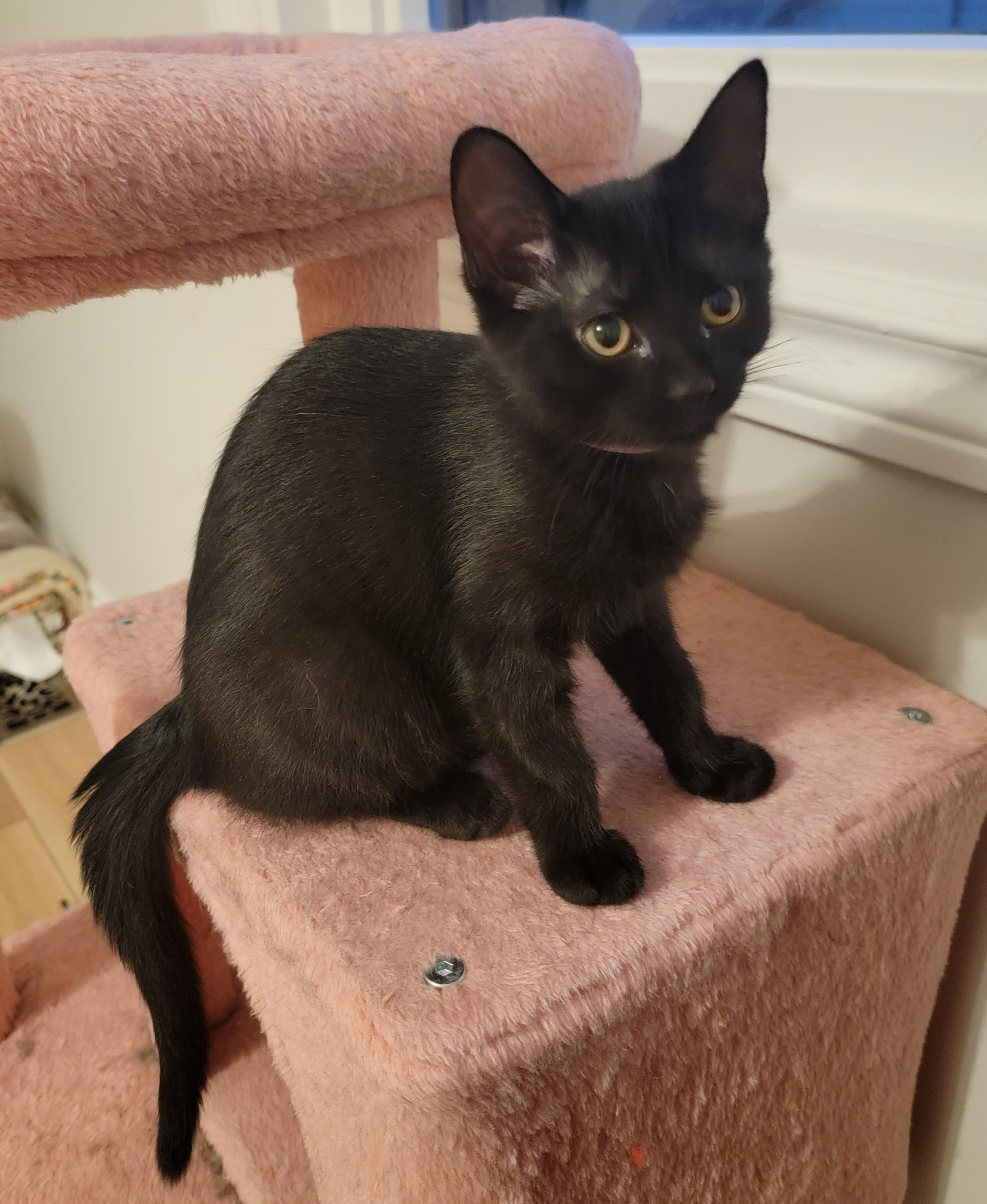 Rosemary, an adopted Domestic Short Hair in Rochester Hills, MI image 2/3