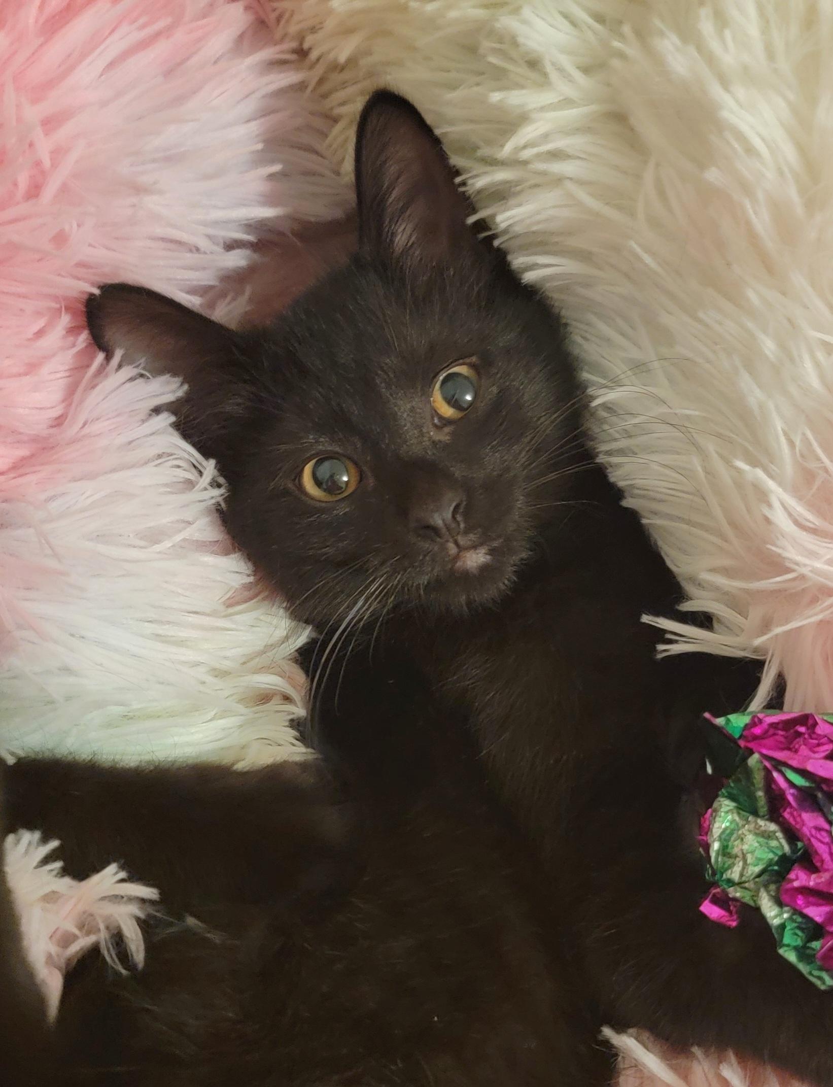 Rosemary, an adopted Domestic Short Hair in Rochester Hills, MI image 3/3