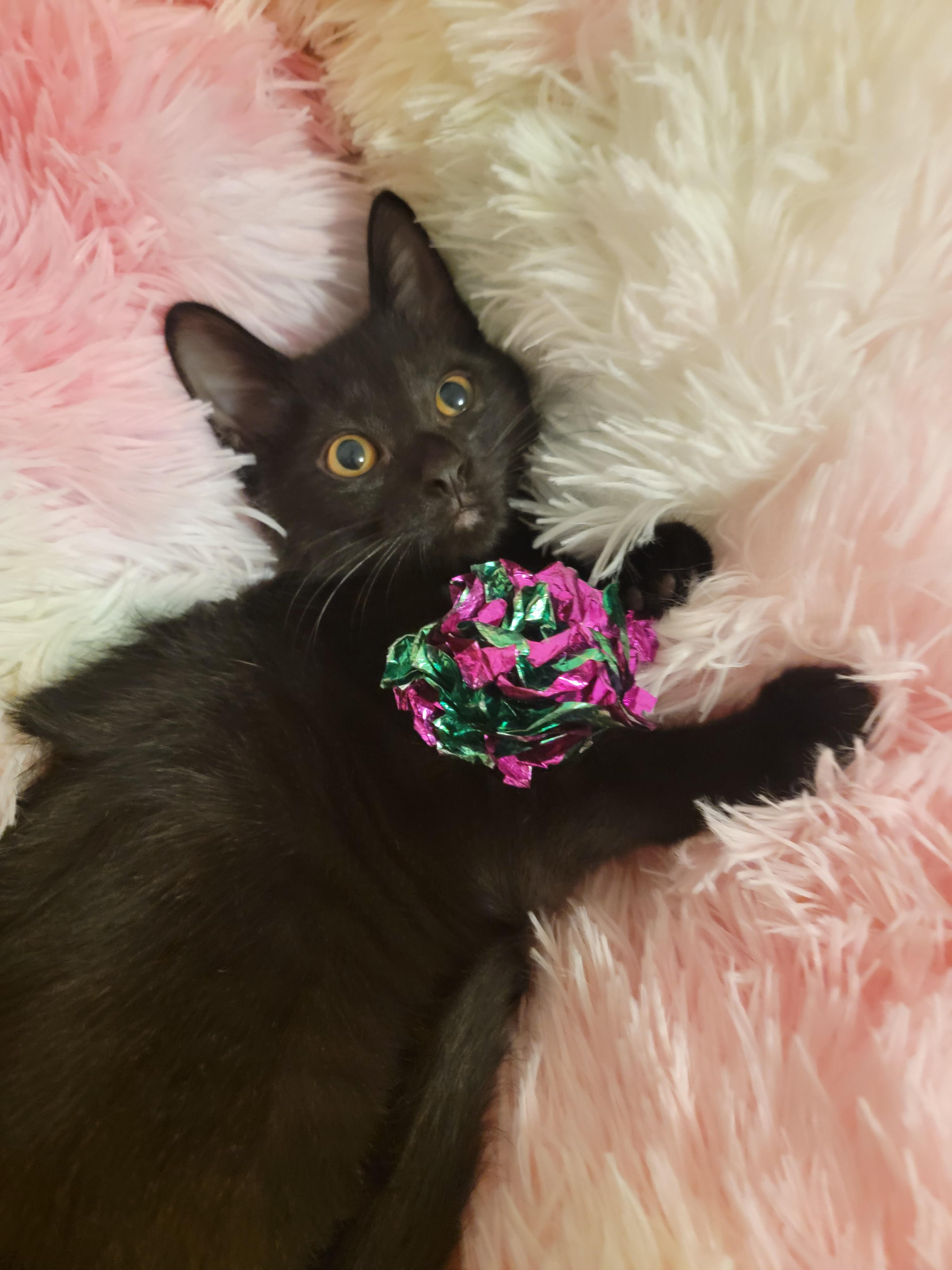Rosemary, adopted, Kitten Female Domestic Short Hair.