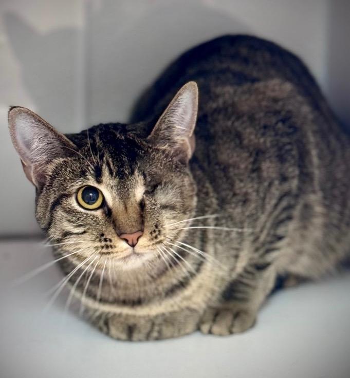 5/12/25 - Sail, Adoptable, Kitten Female Domestic Short Hair.