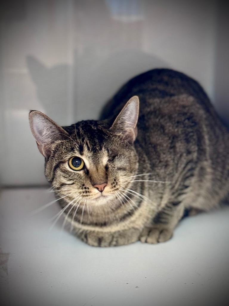 Enlarge 5/12/25 - Sail, a Adoptable mixed breed in Stillwater, OK image 2/2