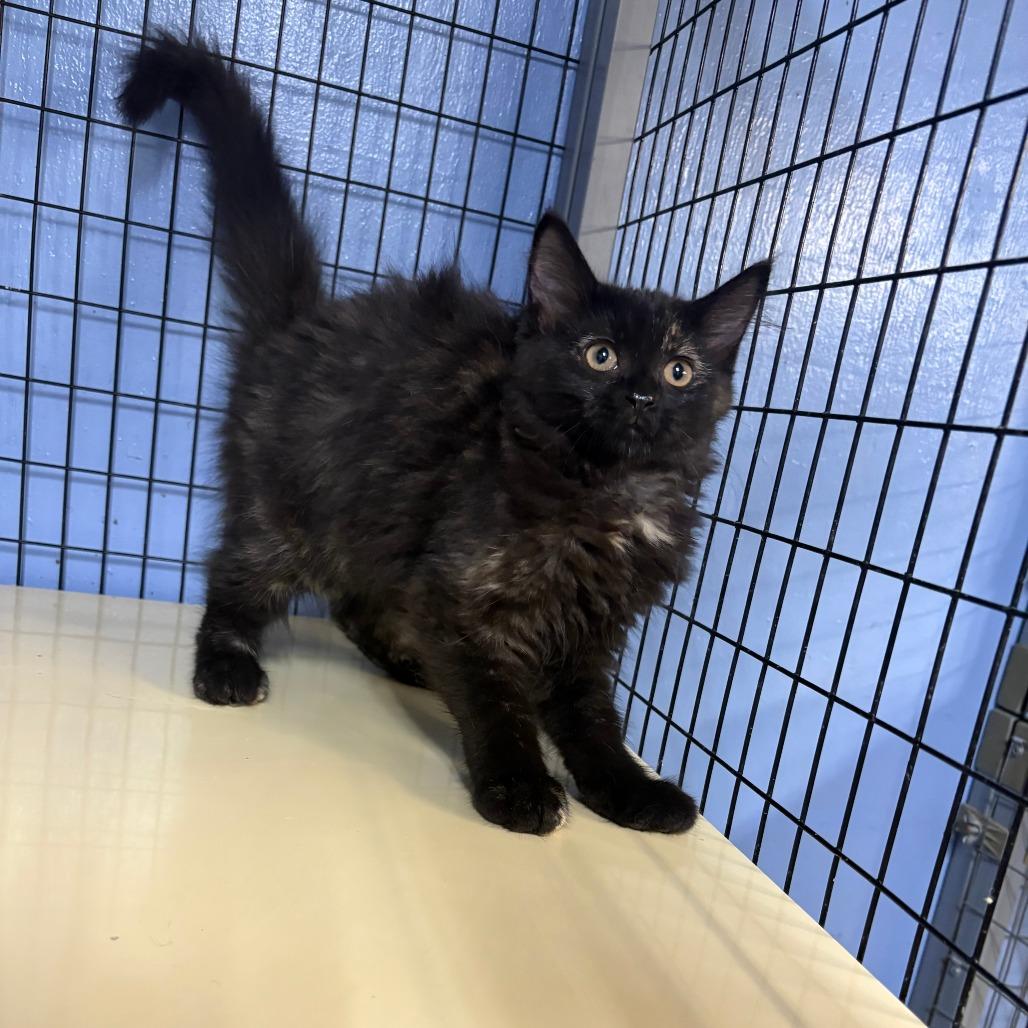 Siracha, Adoptable, Kitten Female American Shorthair.