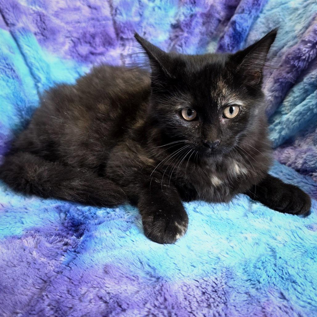 Enlarge Siracha, a Adoptable American Shorthair in Tipton, IA image 2/2