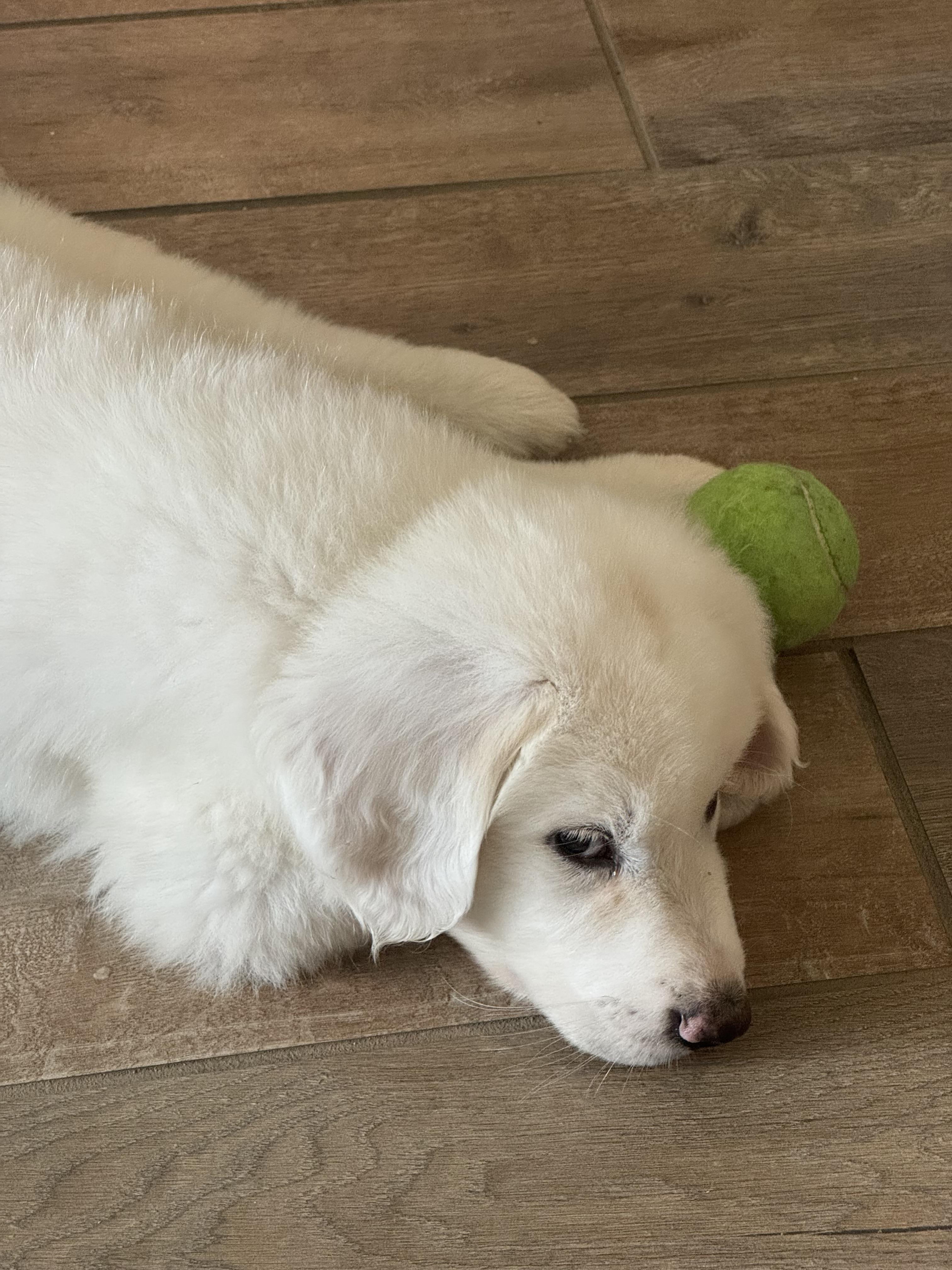 Enlarge Snowball, a Adoptable Great Pyrenees in Mesa, AZ image 1/3