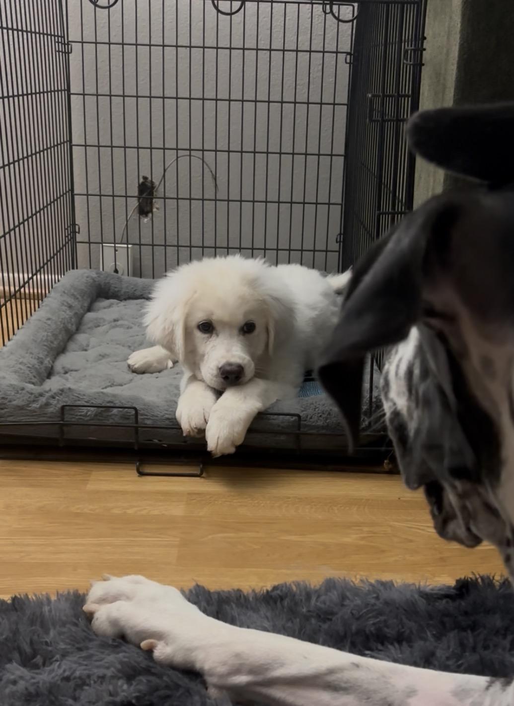 Enlarge Snowball, a Adoptable Great Pyrenees in Mesa, AZ image 2/3
