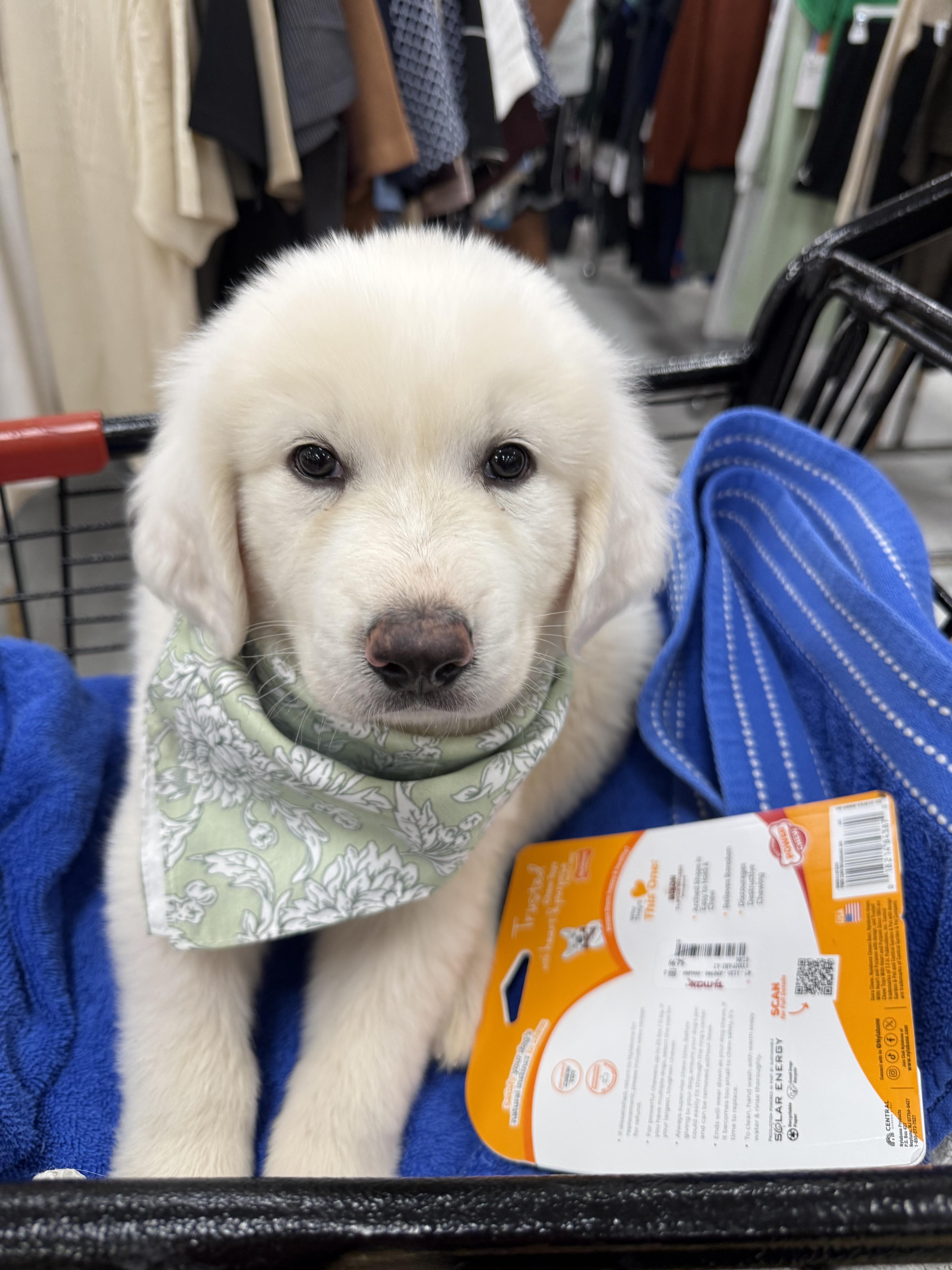 Enlarge Snowball, a Adoptable Great Pyrenees in Mesa, AZ image 3/3