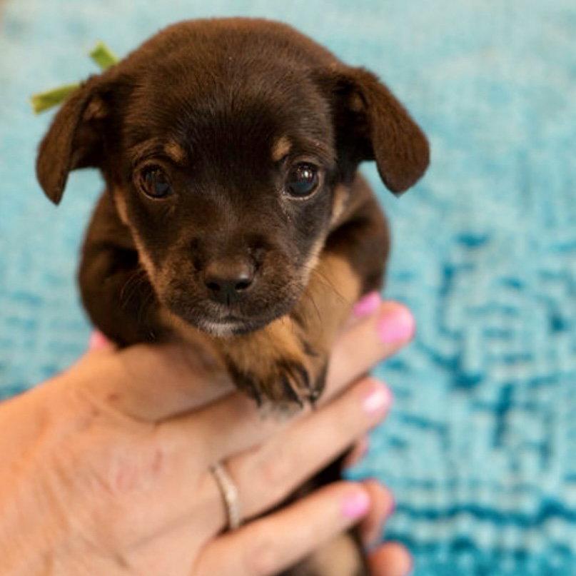 Charlie, Adoptable, Puppy Male Terrier.