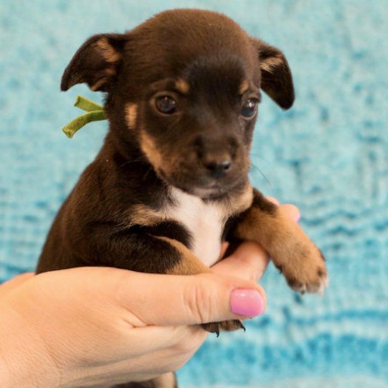 Enlarge Charlie, a Adoptable Terrier in Wilmington, NC image 2/3