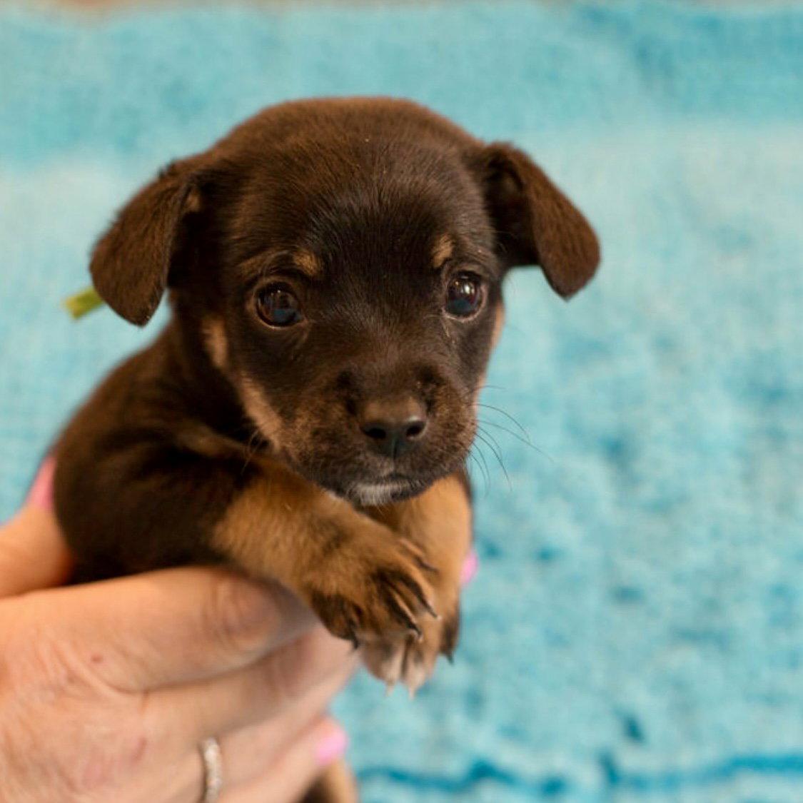 Enlarge Charlie, a Adoptable Terrier in Wilmington, NC image 3/3