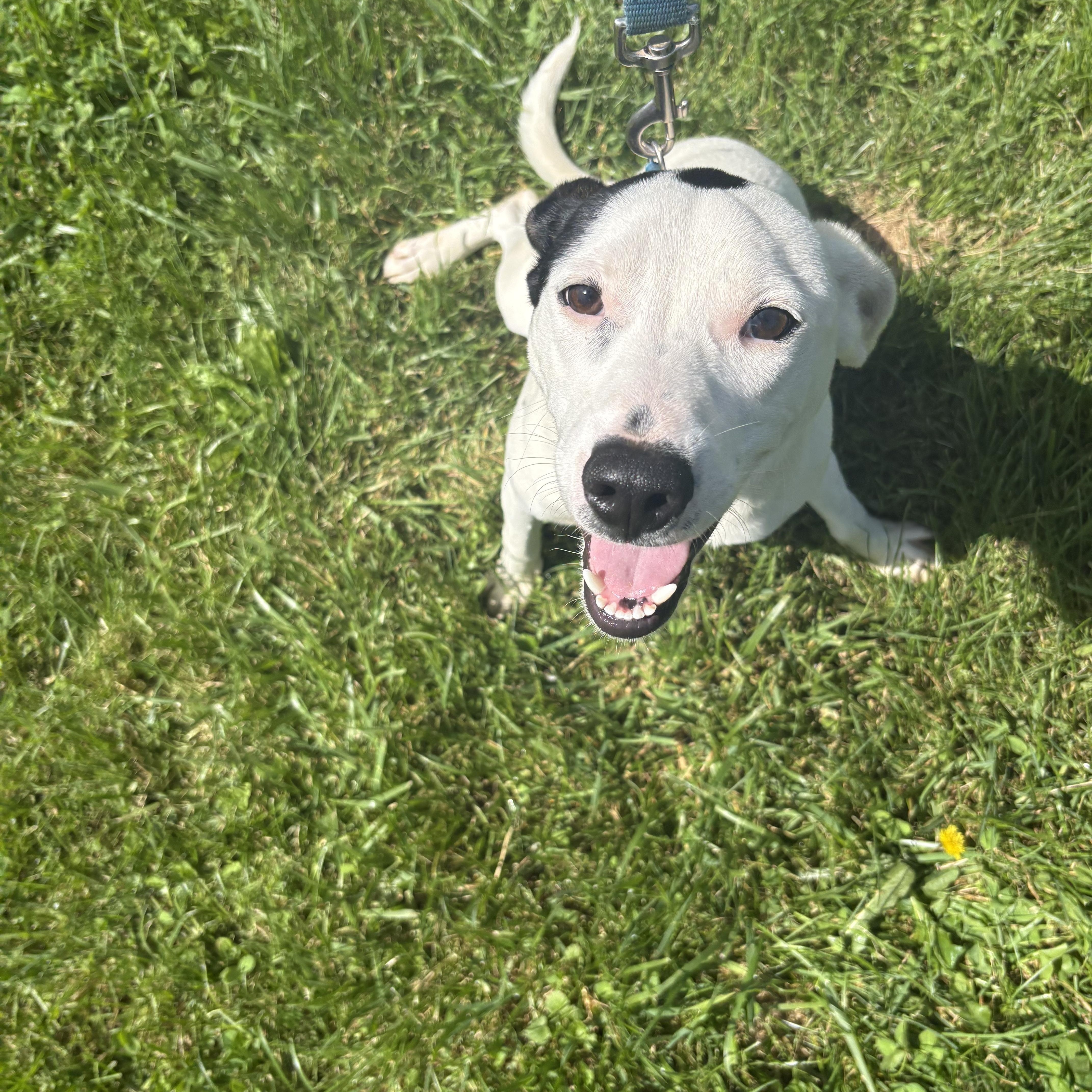 Cooper, Adoptable, Young Male Mixed Breed.