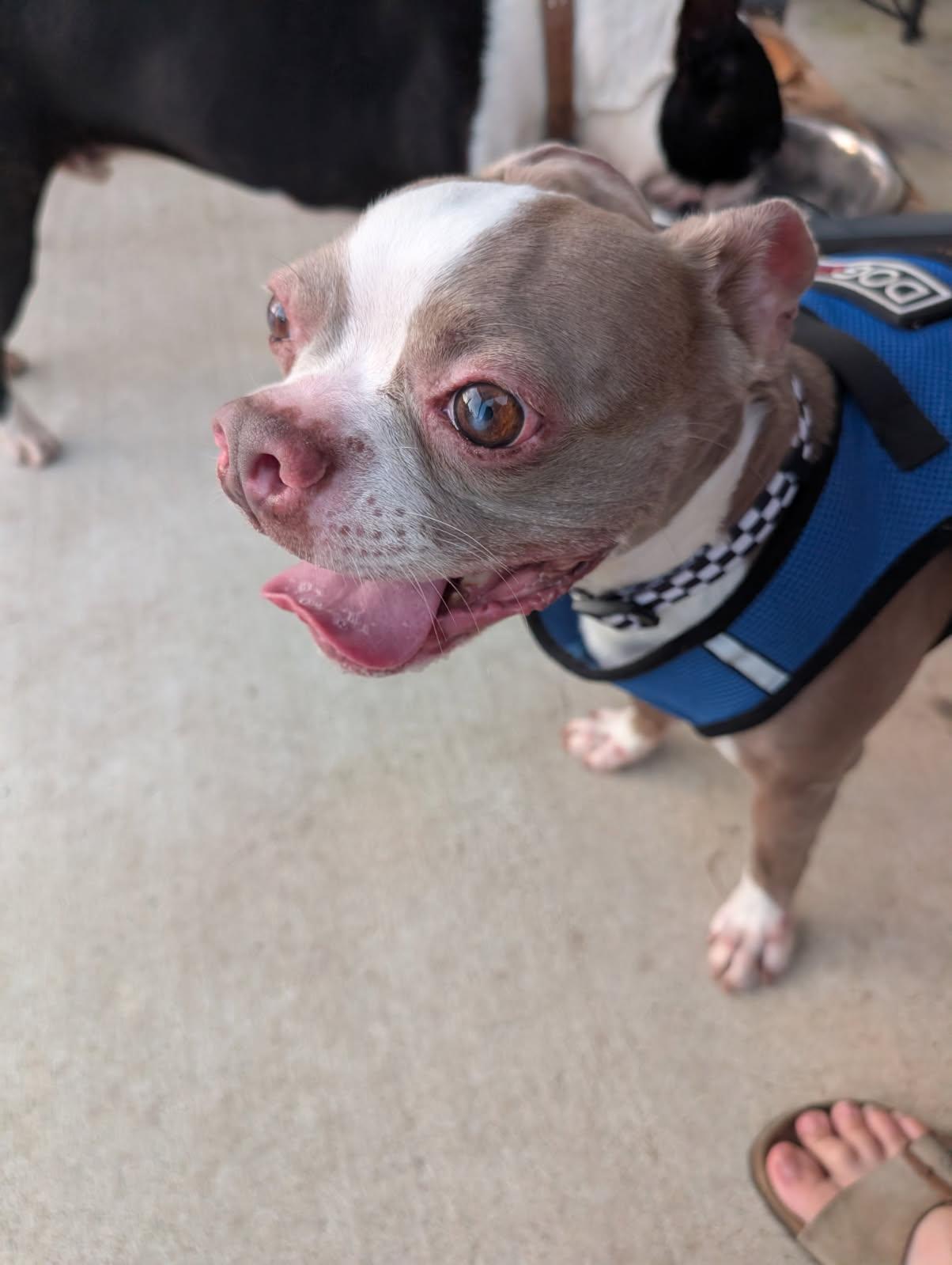 Van Gogh aka Vanny, Adoptable, Adult Male Boston Terrier.