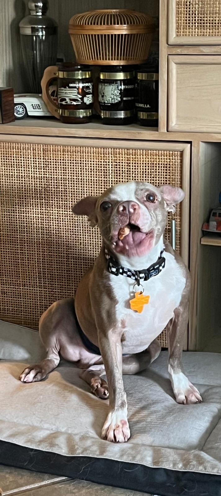 Enlarge Van Gogh aka Vanny, a Adoptable Boston Terrier in Van Vleck, TX image 2/6
