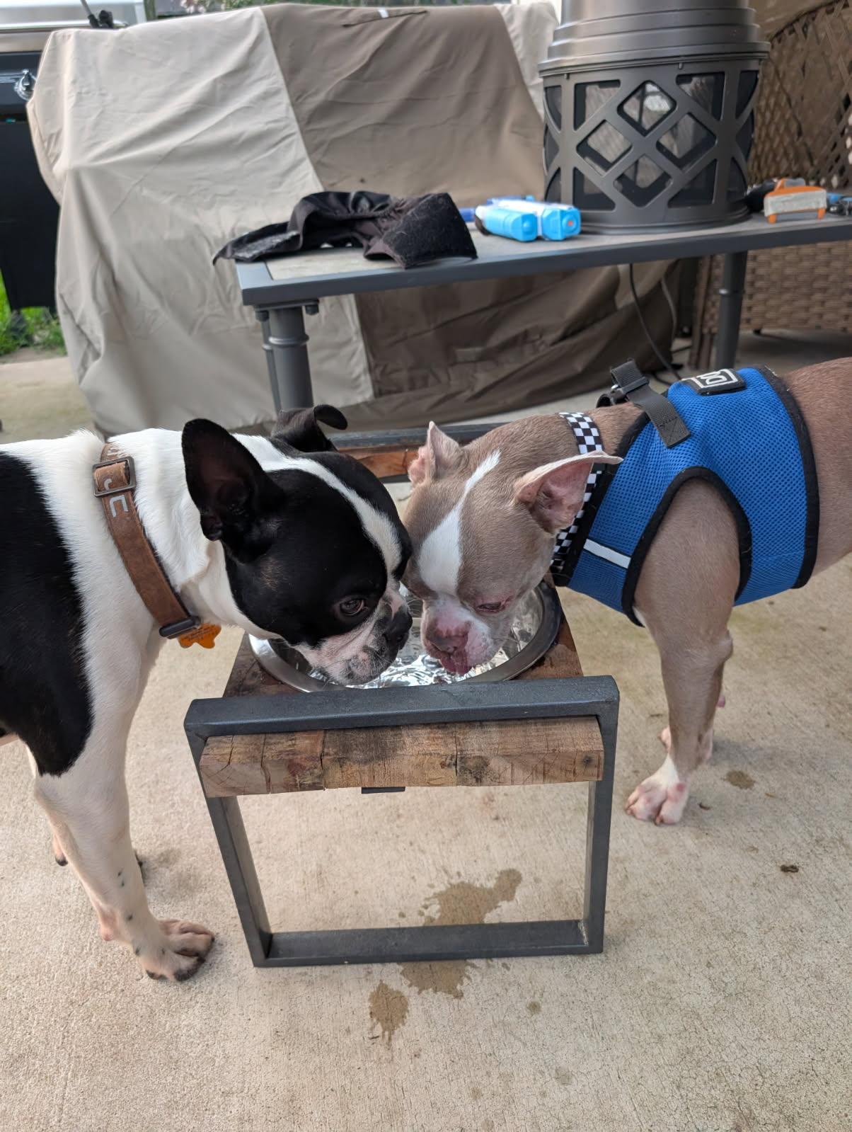 Enlarge Van Gogh aka Vanny, a Adoptable Boston Terrier in Van Vleck, TX image 3/6