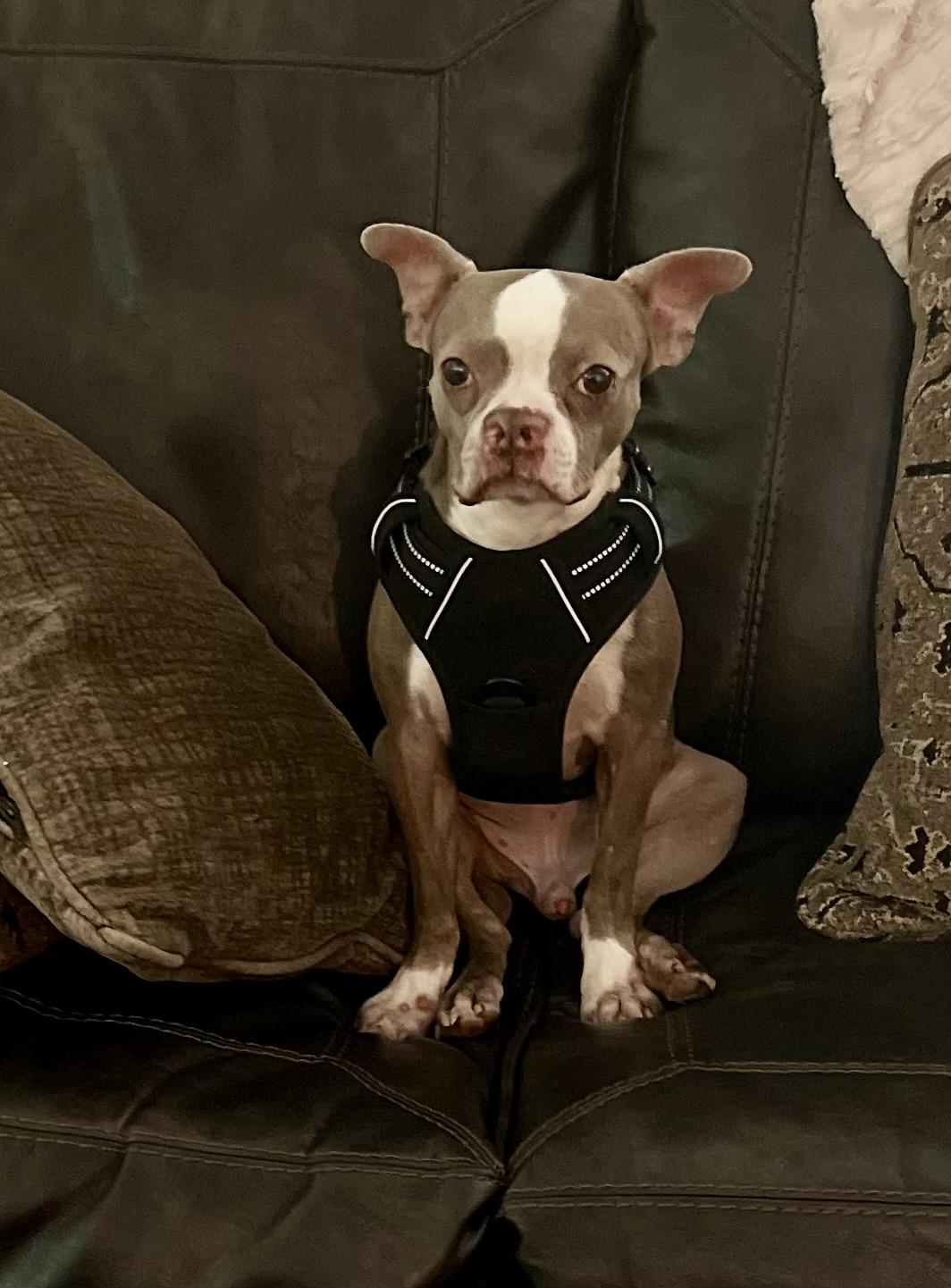 Enlarge Van Gogh aka Vanny, a Adoptable Boston Terrier in Van Vleck, TX image 4/6